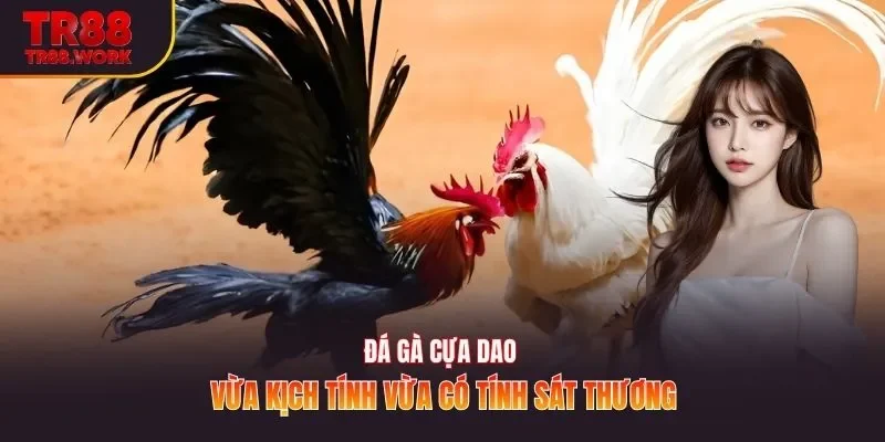 Đá gà cựa dao vừa kịch tính vừa có tính sát thương